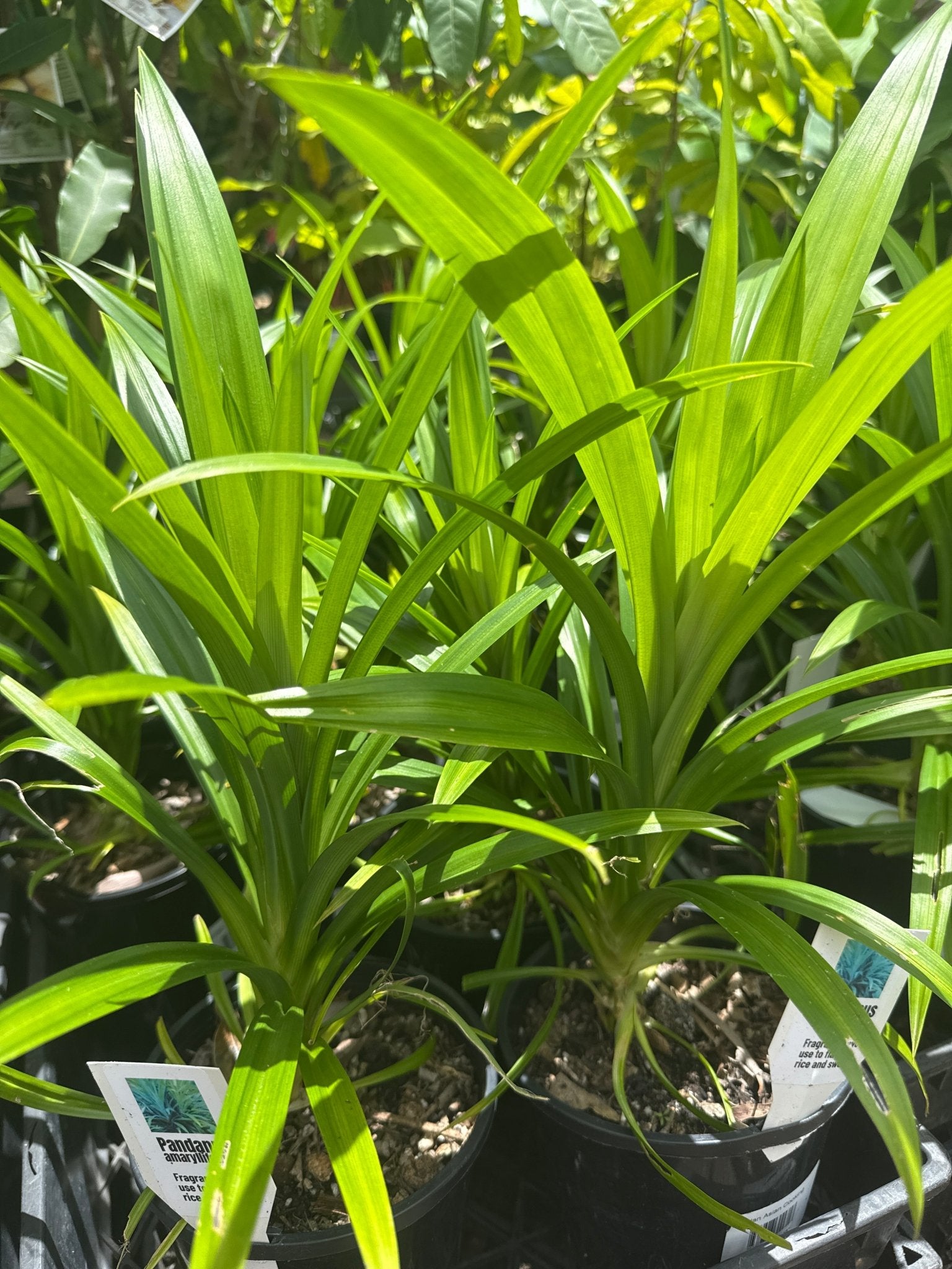 Pandan Edible (Pandanus amaryllifolius) - Ladybird Nursery