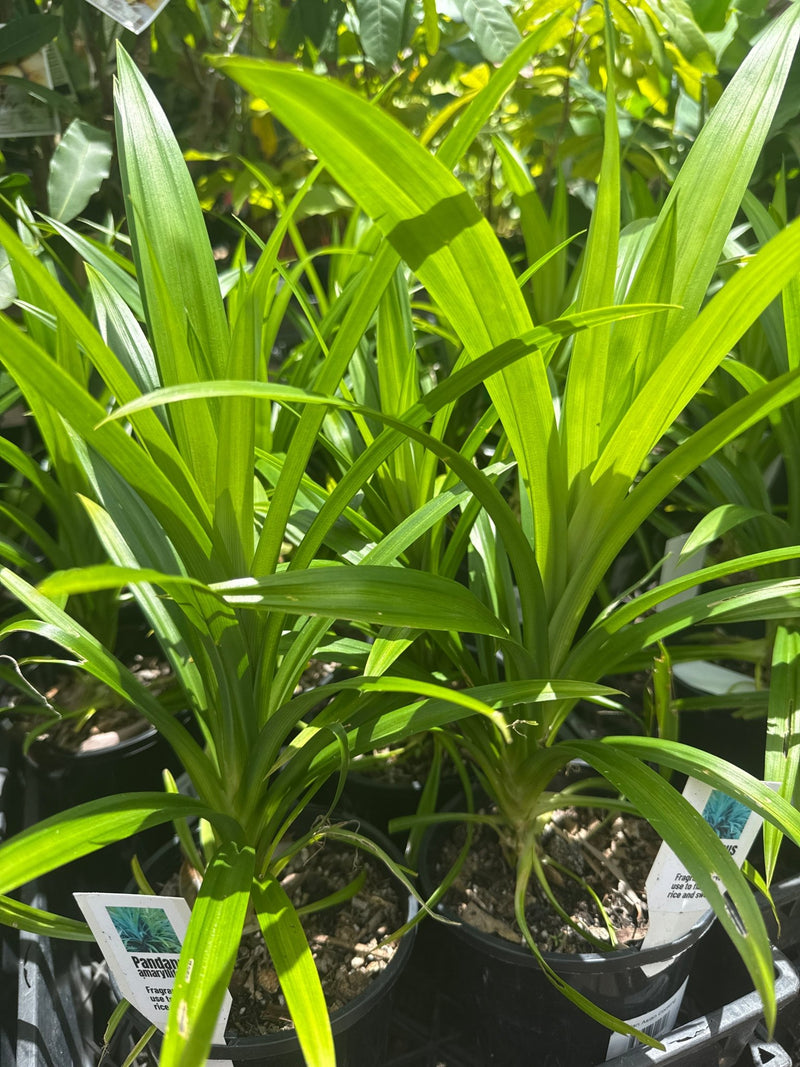 Pandan Edible (Pandanus amaryllifolius) - Ladybird Nursery