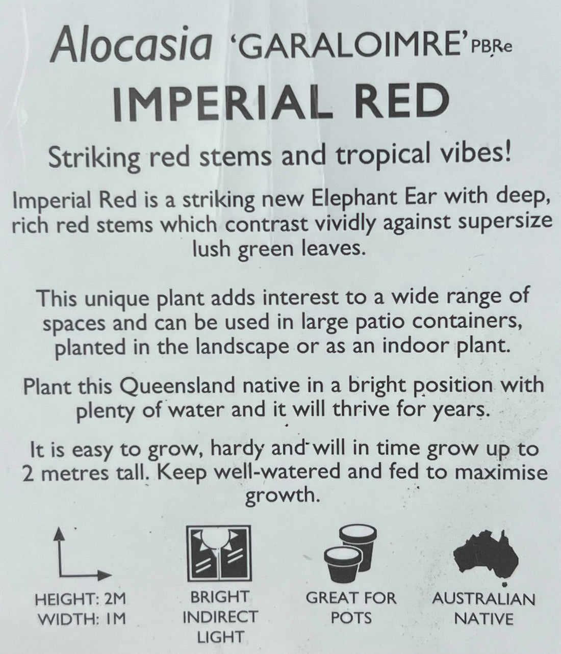 Alocasia 'Imperial Red' - Large