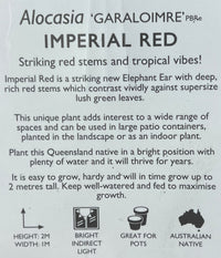 Alocasia 'Imperial Red' - Large
