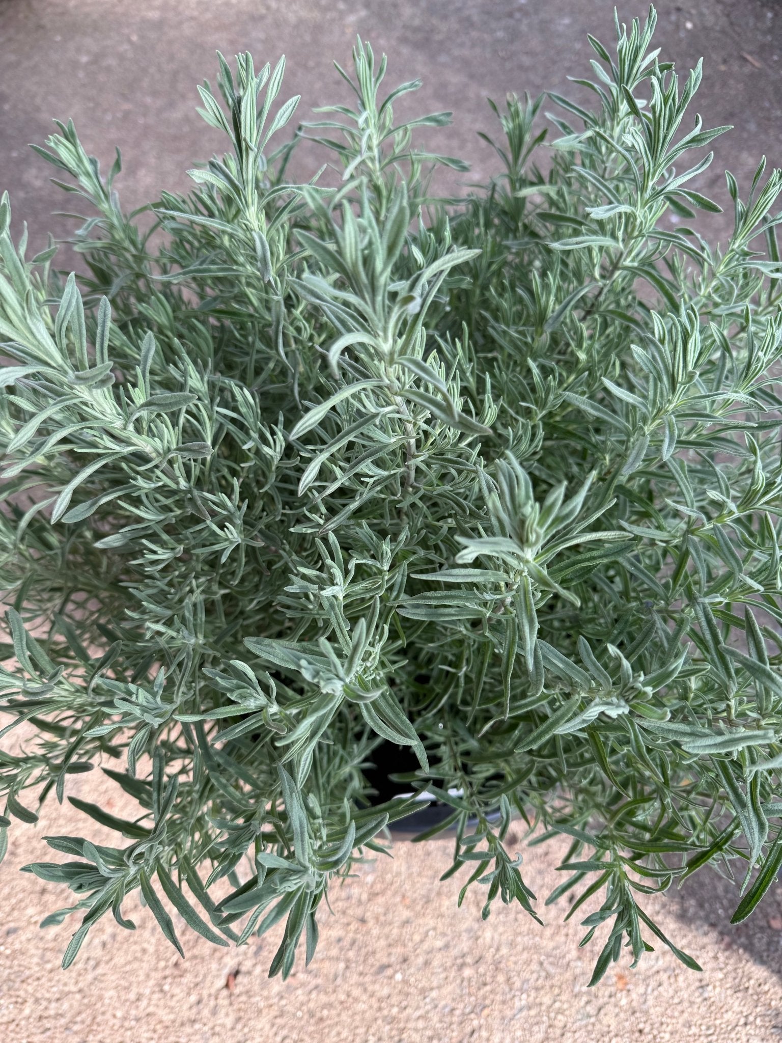 Lavender 'Avonview' (Lavandula stoechas) - Extra Large (PICKUP ONLY) - Ladybird Nursery