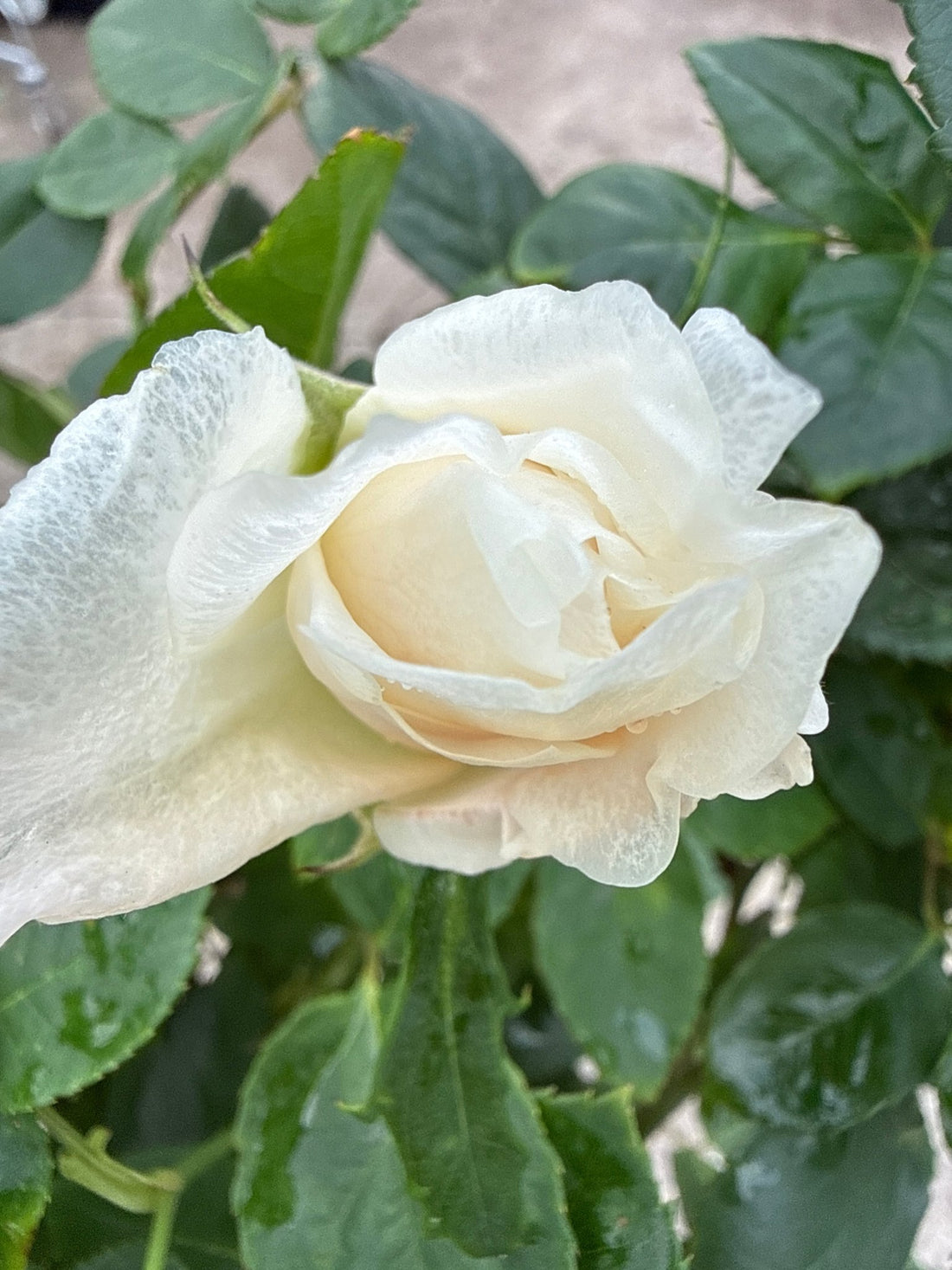 Rose 'Pascali' - 3ft Standard (PICKUP ONLY) - Ladybird Nursery