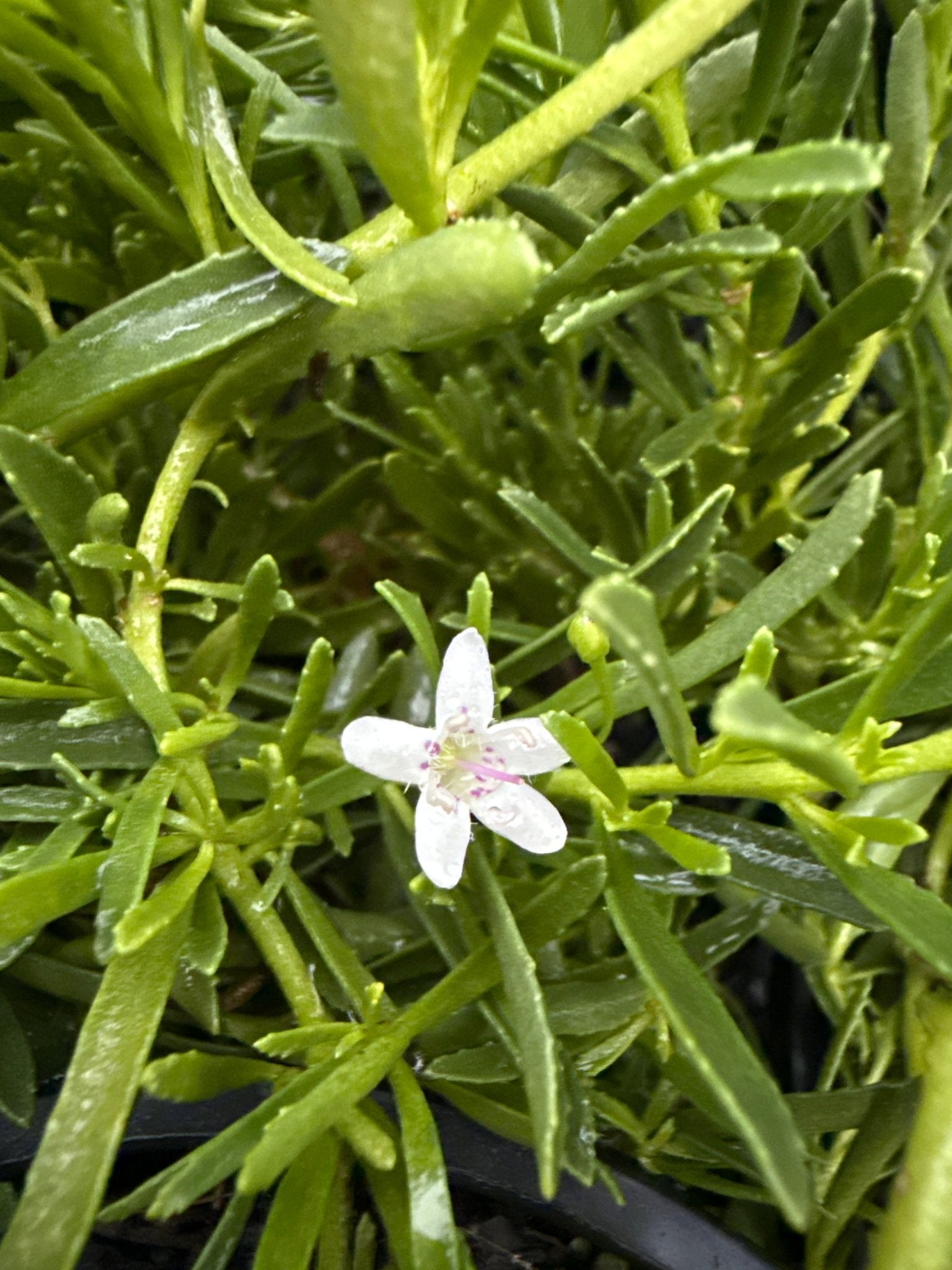 Myoporum parvifolium 'Mallee Carpet' - Ladybird Nursery