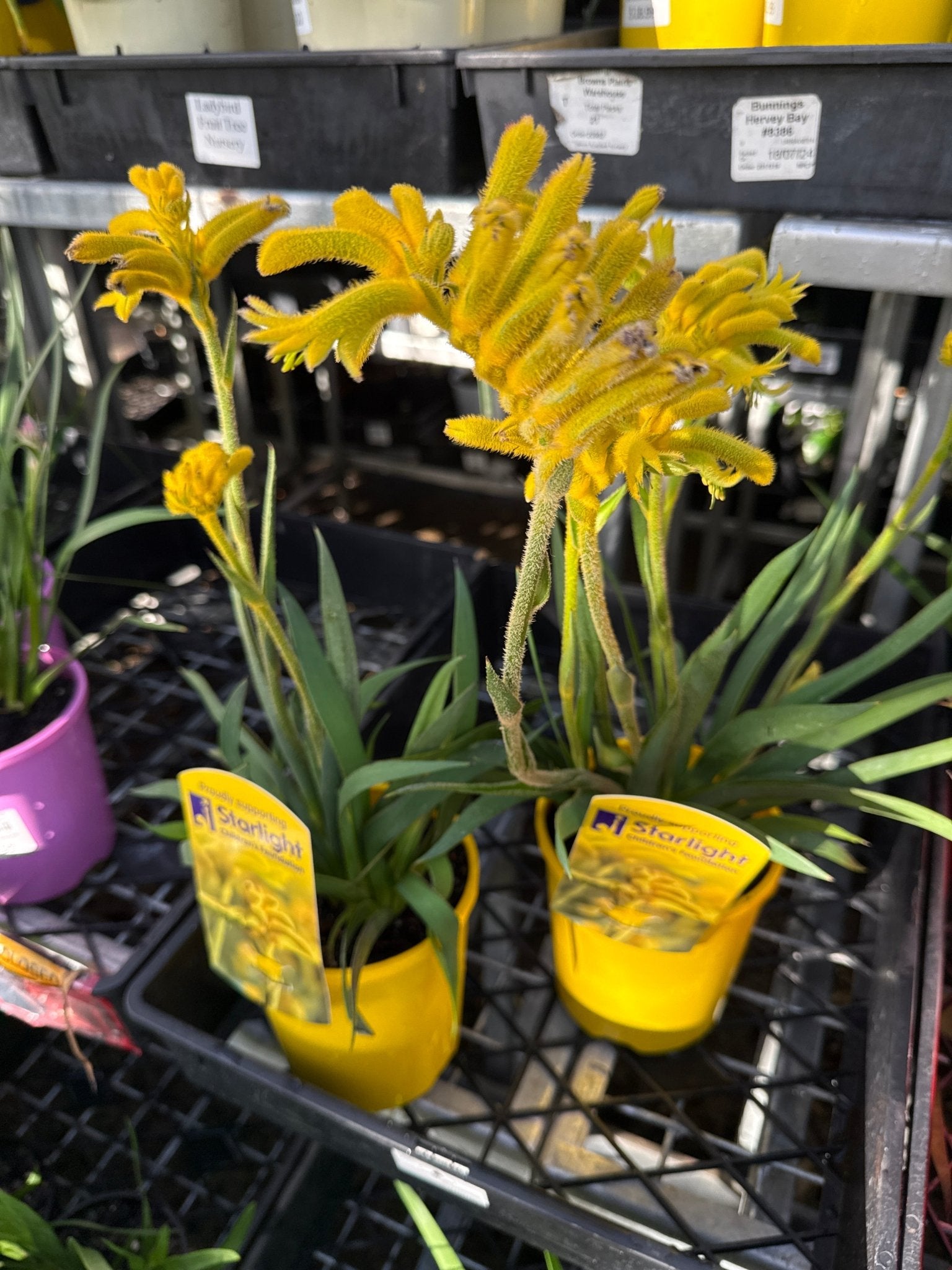 Kangaroo Paw 'Bush Zest' (Anigozanthos) - Ladybird Nursery