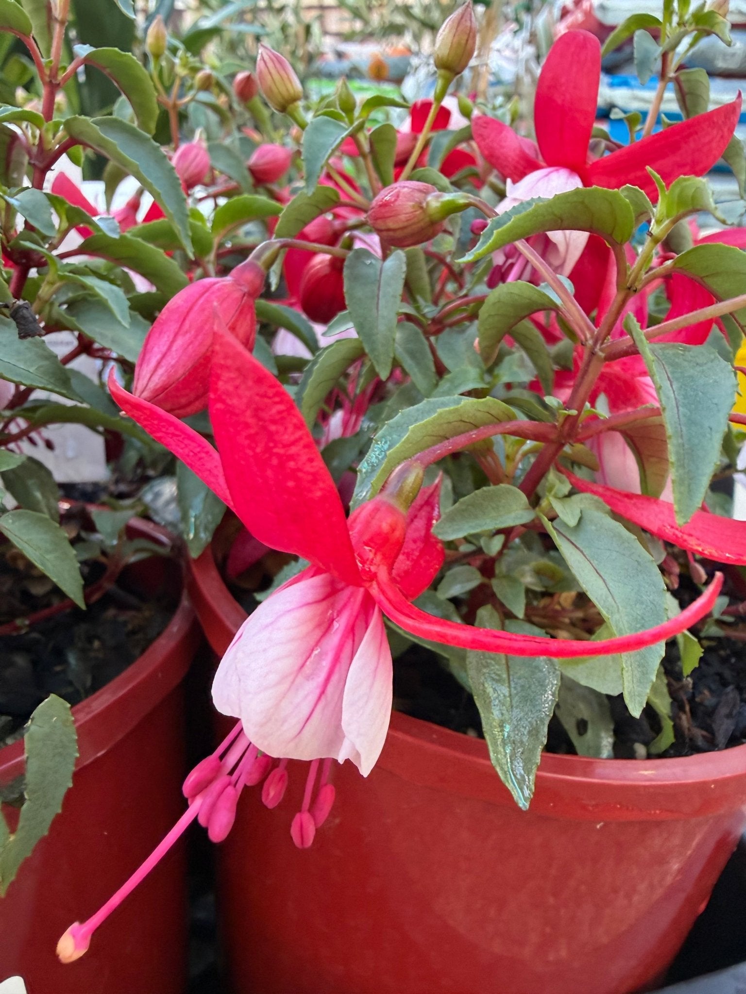 Fuchsia 'Bella Hilda' - Ladybird Nursery