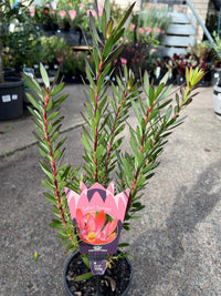 Leucadendron 'Safari Sunset' - Ladybird Nursery