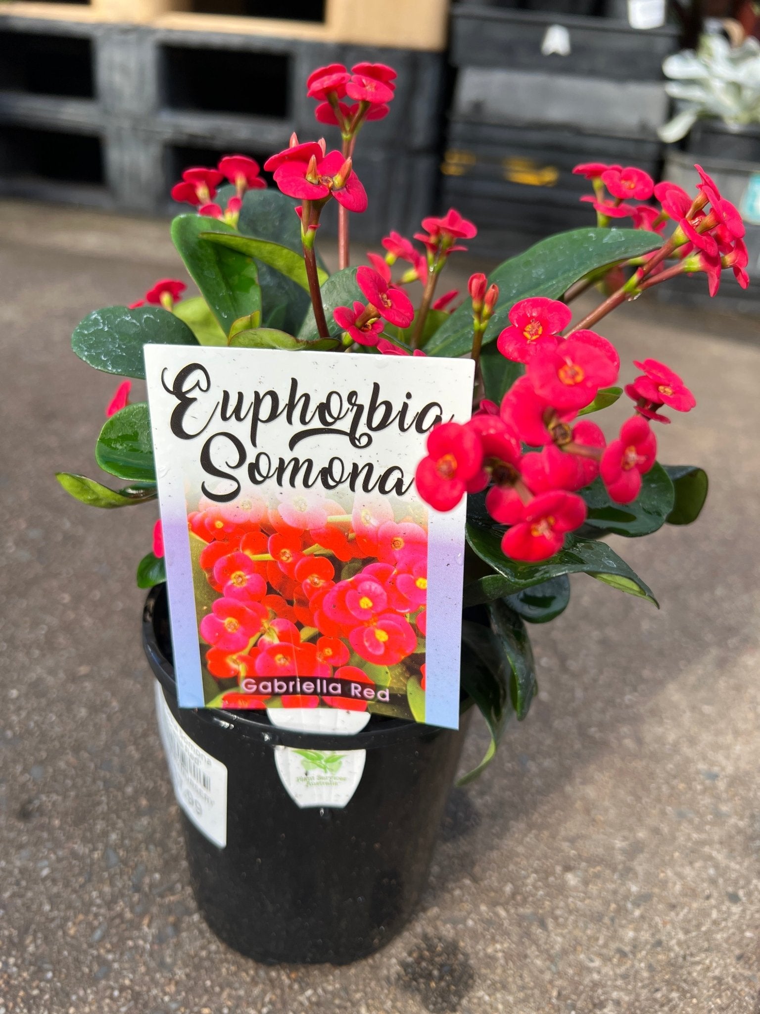 Euphorbia Somona 'Gabriella Red' - Ladybird Nursery