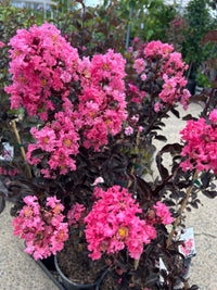 Crepe Myrtle Diamonds in the Dark Shell Pink (Lagerstroemia) - Ladybird Nursery