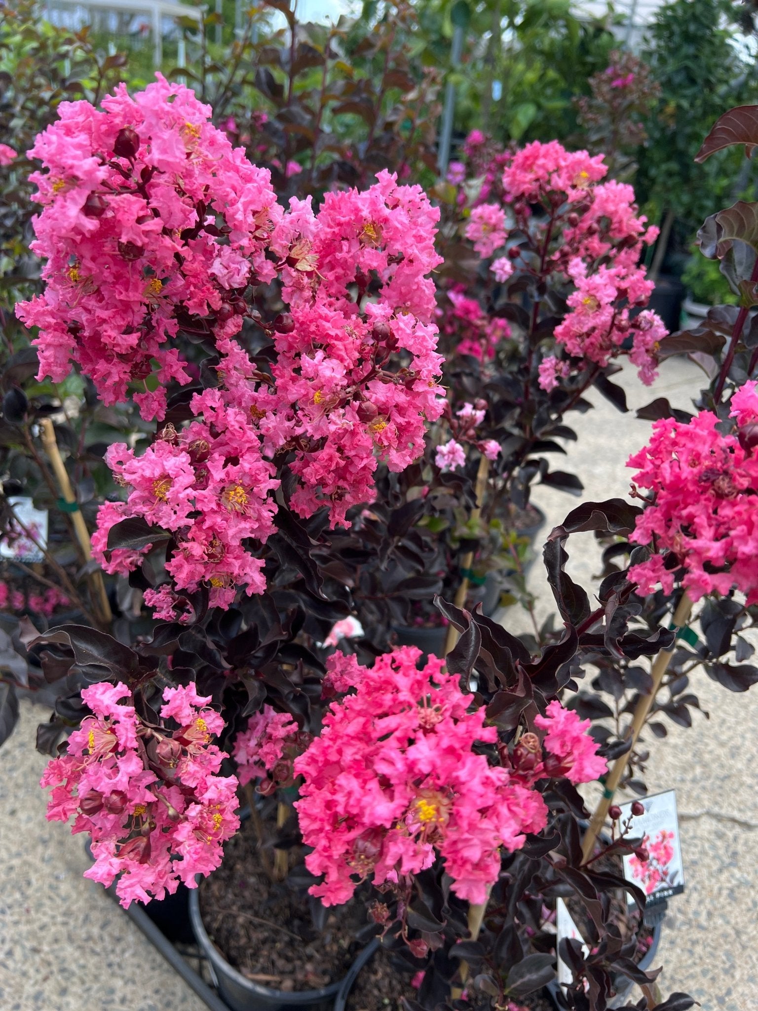Crepe Myrtle Diamonds in the Dark Shell Pink (Lagerstroemia) - Ladybird Nursery