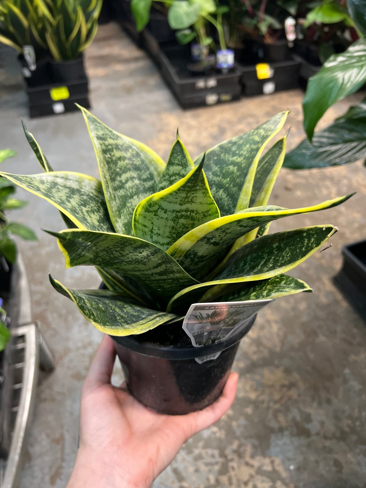 Snake Plant 'Lotus Hahnii' - Ladybird Nursery