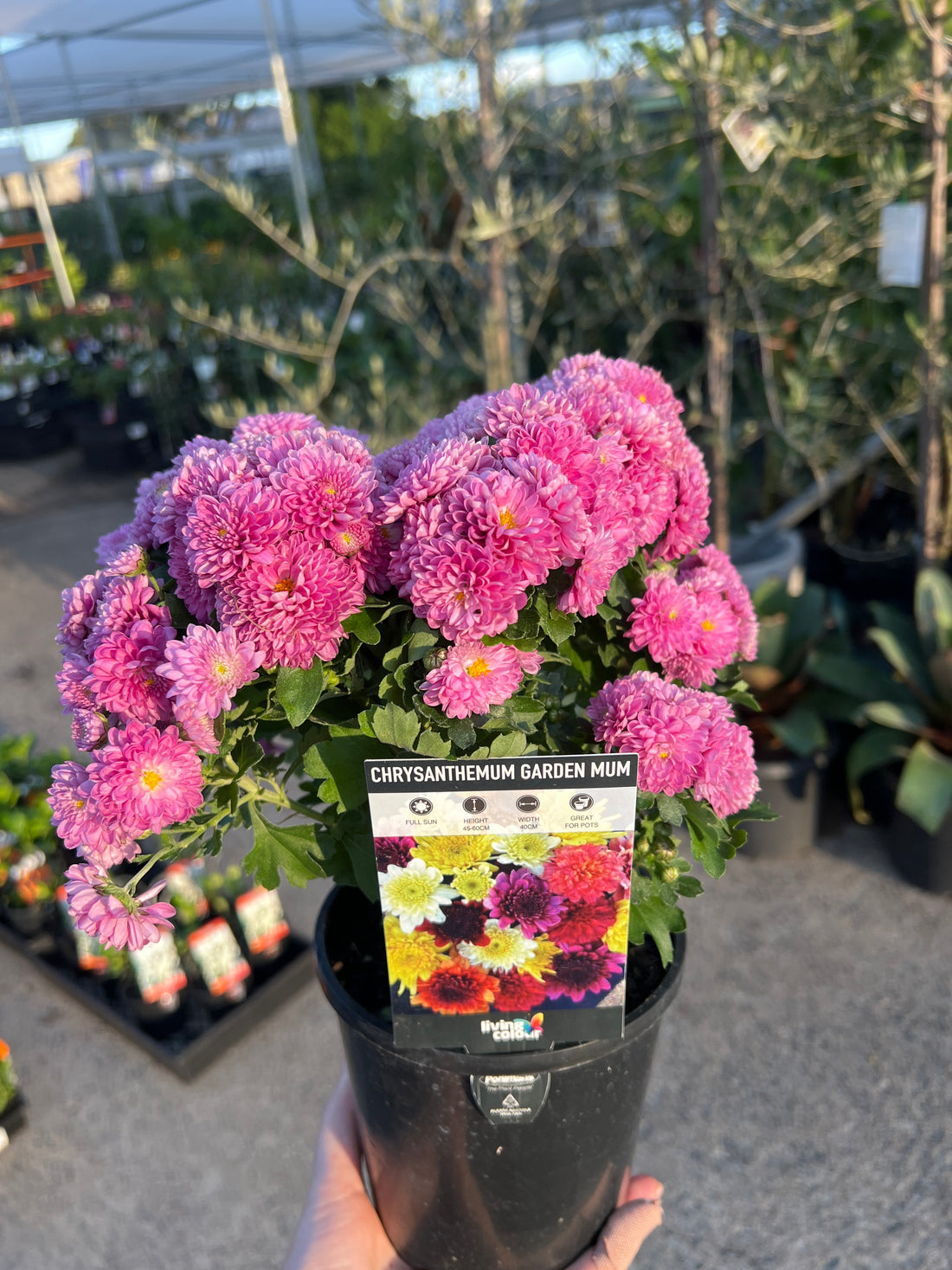 Garden Mum (Chrysanthemum)