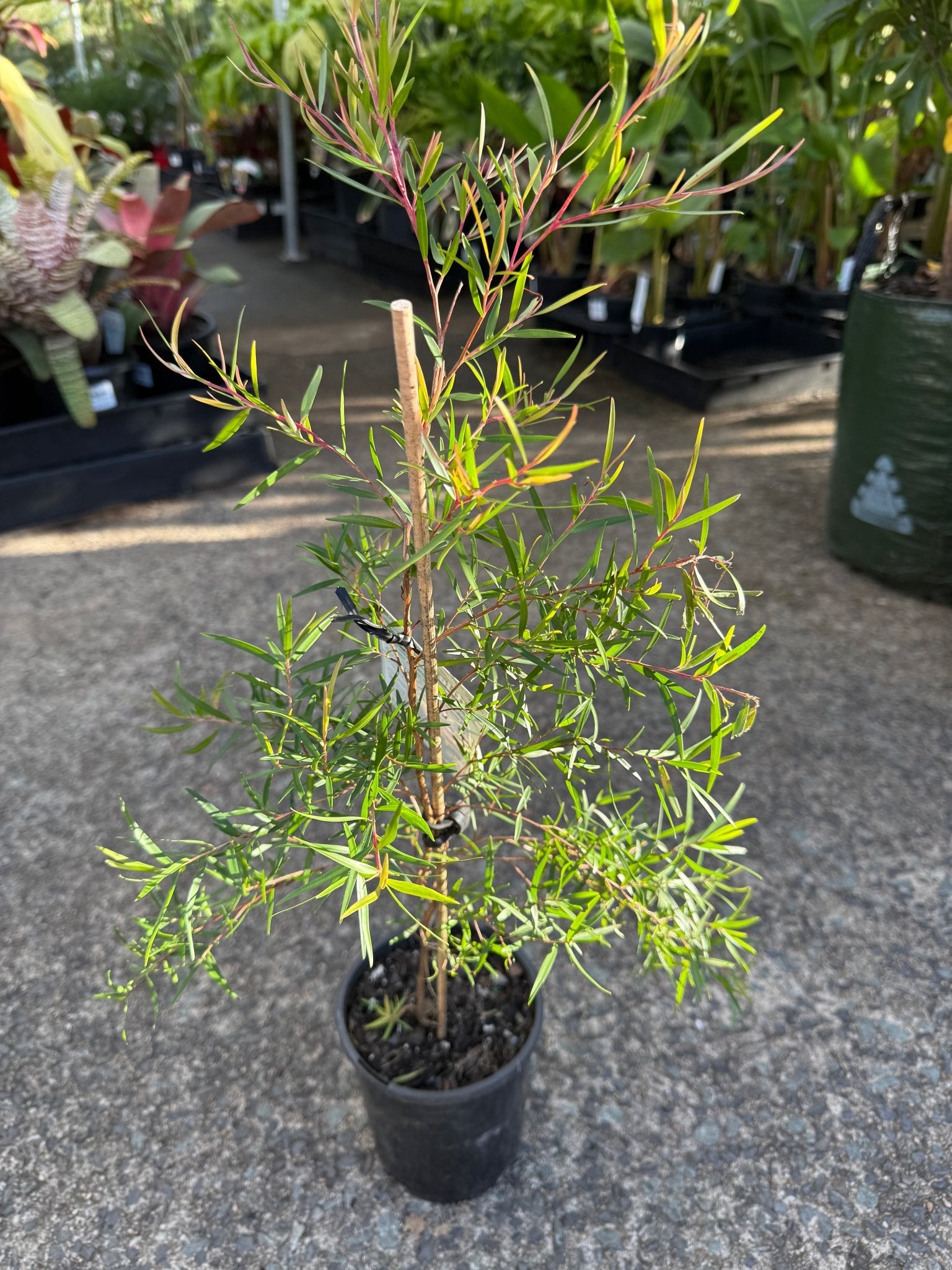 Dwarf Leptospermum ‘Little Lemon Scents’ - Ladybird Nursery