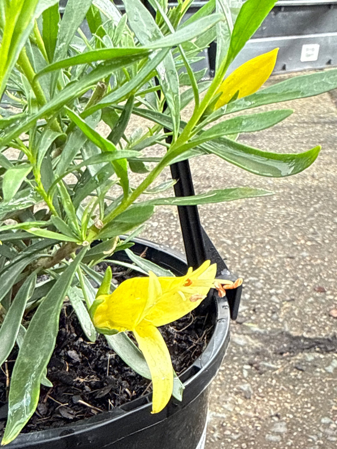 Emu Bush 'aurea' (Eremophila maculata) - Ladybird Nursery