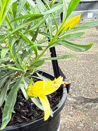 Emu Bush 'aurea' (Eremophila maculata) - Ladybird Nursery