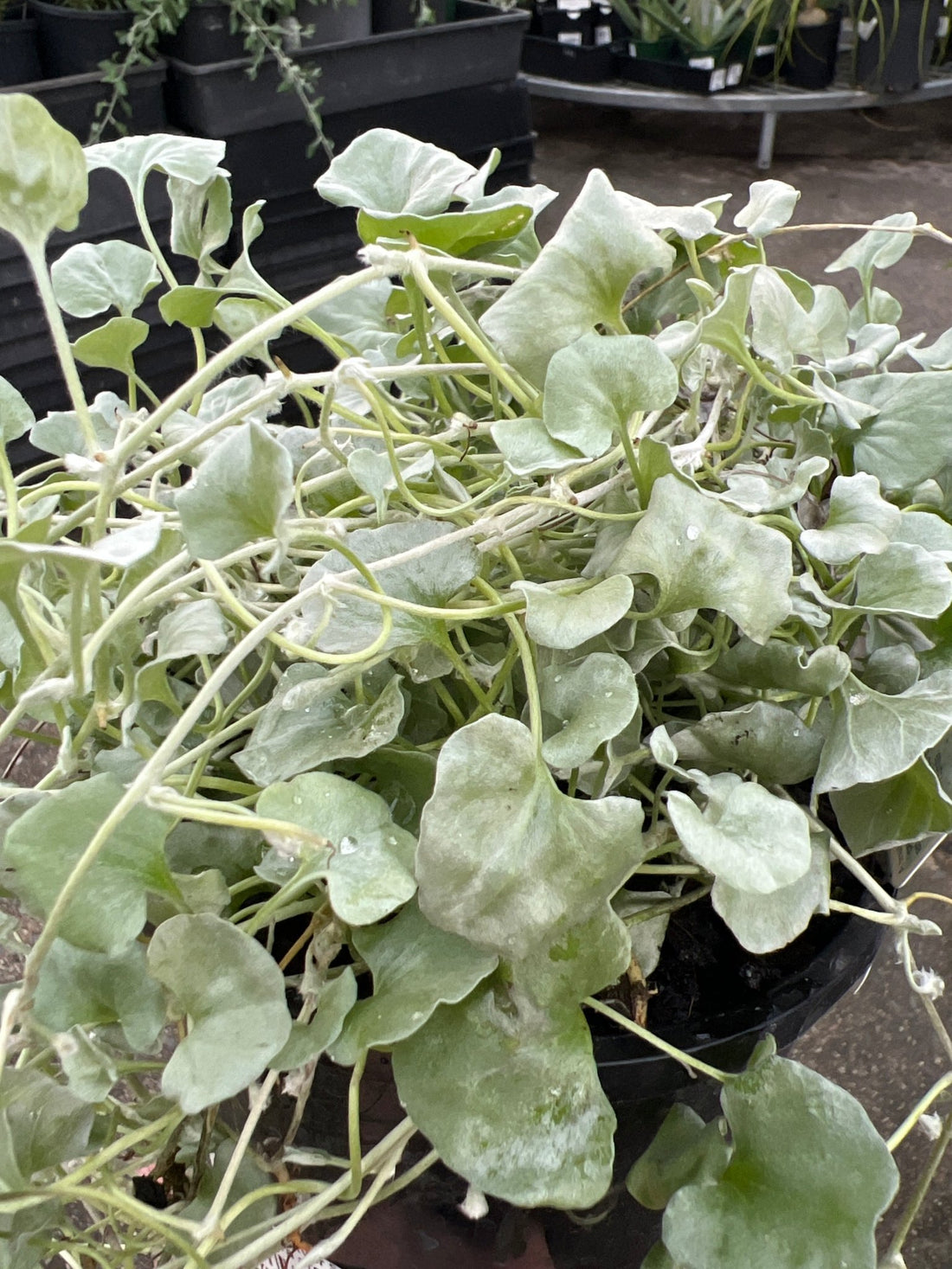 Dichondra 'Silver Surfer' (Dichondra argentea) - Ladybird Nursery