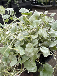 Dichondra 'Silver Surfer' (Dichondra argentea) - Ladybird Nursery