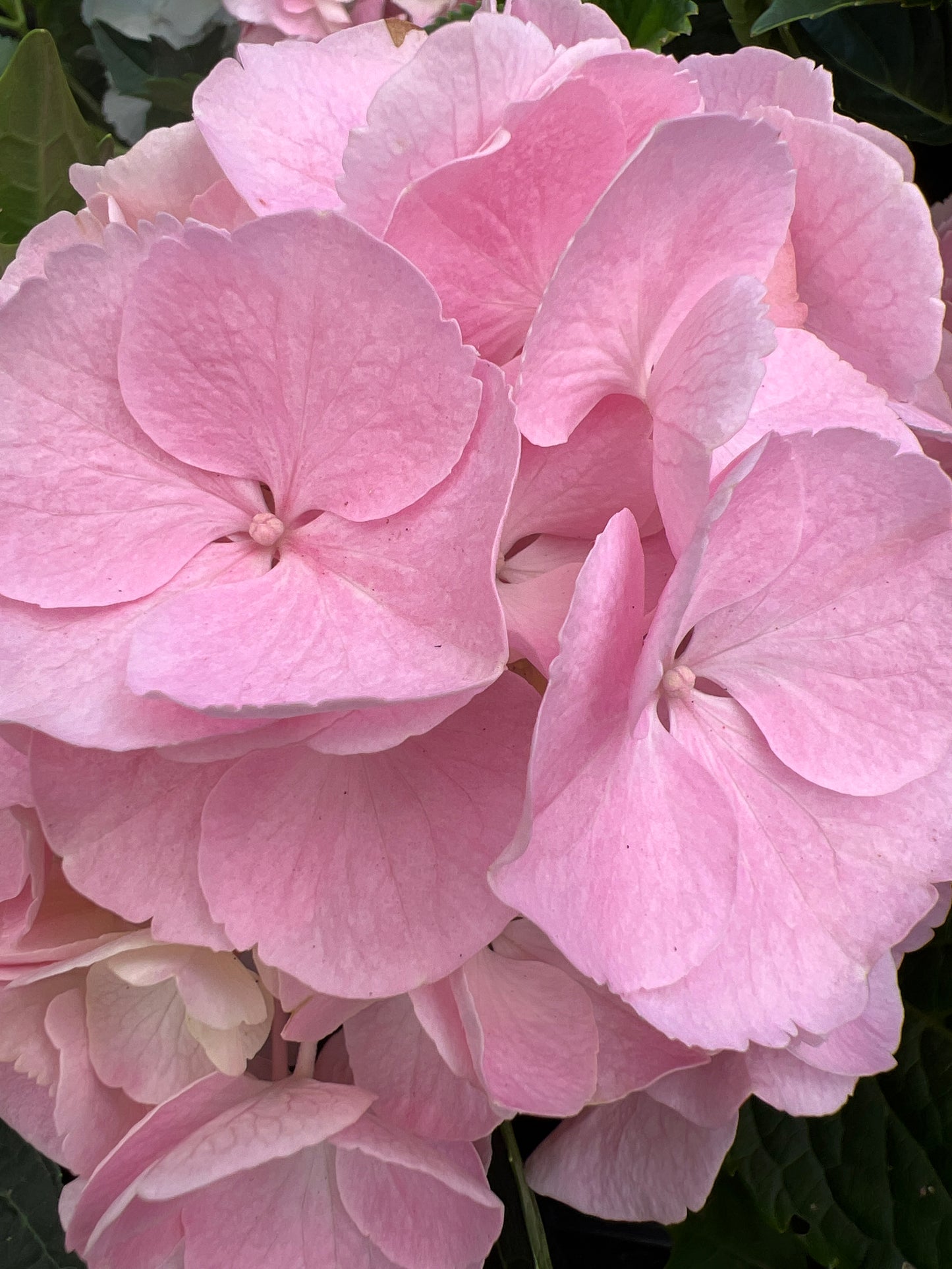 Close-up of soft petals on Hydrangea Light Pink flower showing delicate texture and gentle color variations.