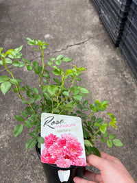 Rose 'The Fairy Minature' - Ladybird Nursery