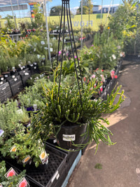 Rhipsalis Sulcata Hanging Basket