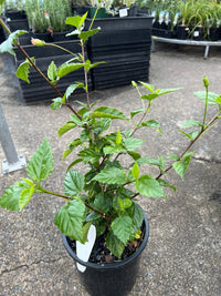 Hibiscus ‘El Capitolio’ - Ladybird Nursery