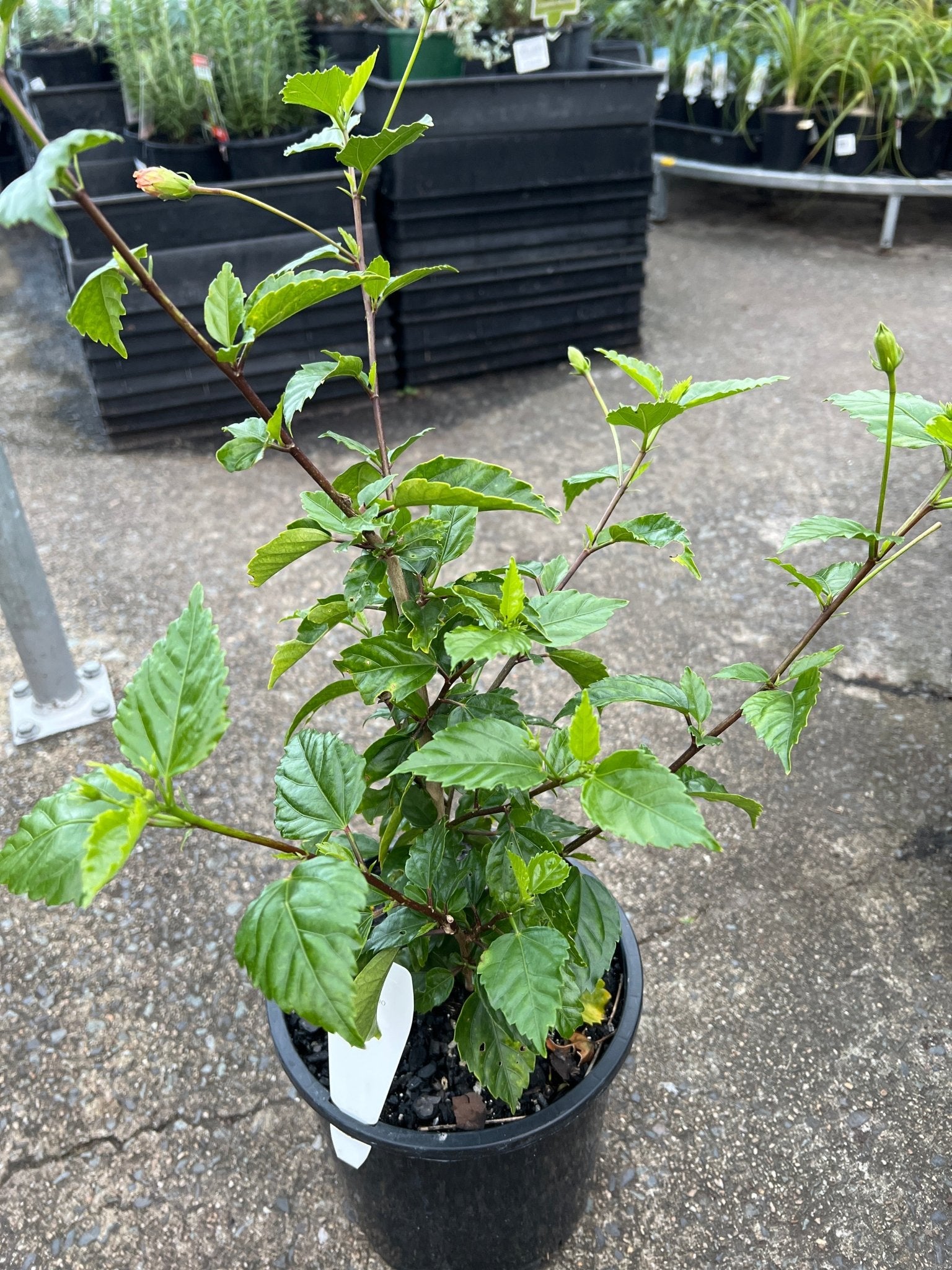 Hibiscus ‘El Capitolio’ - Ladybird Nursery