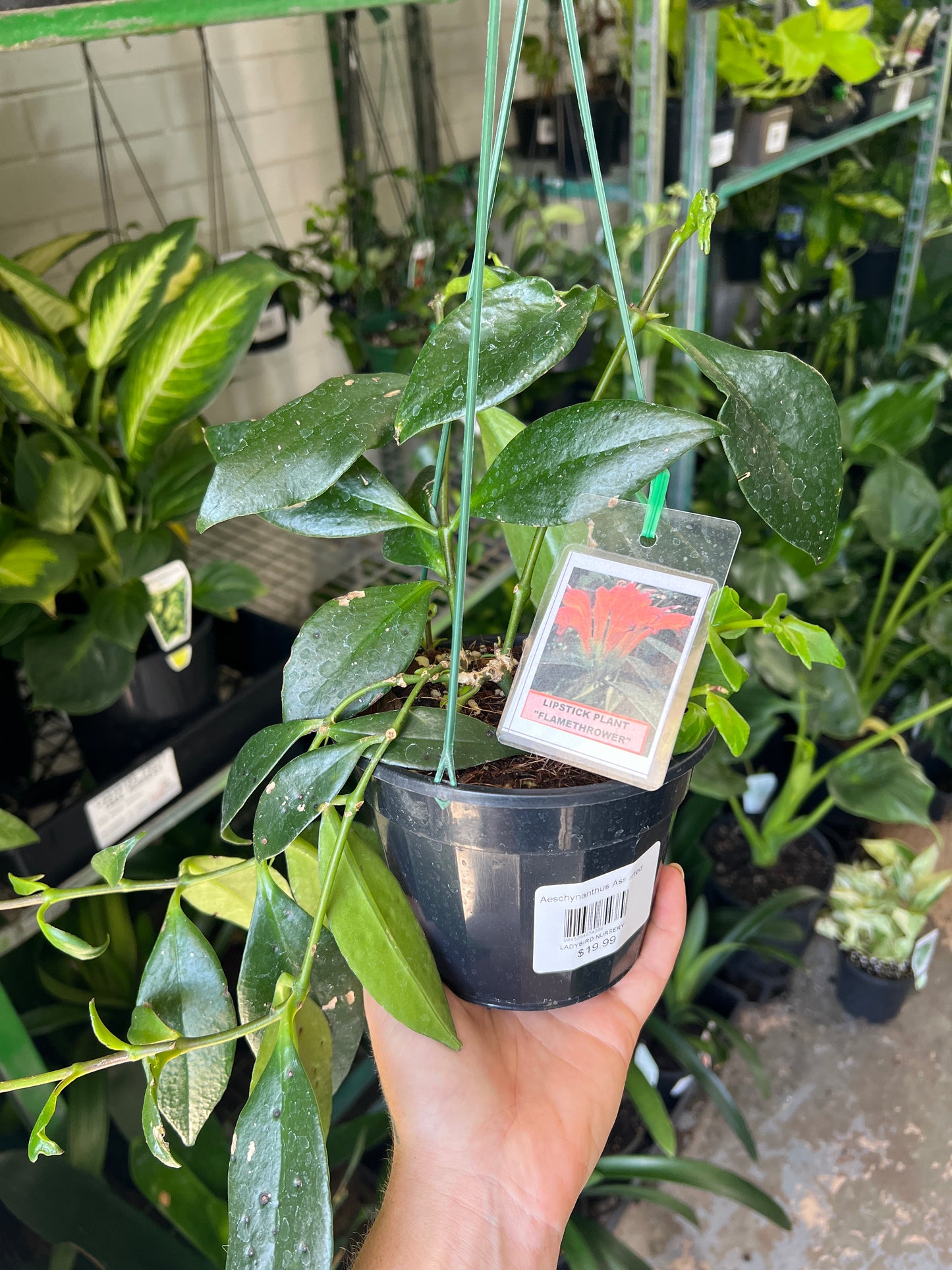 Aeschynanthus assorted
