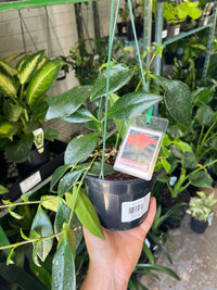 Aeschynanthus assorted