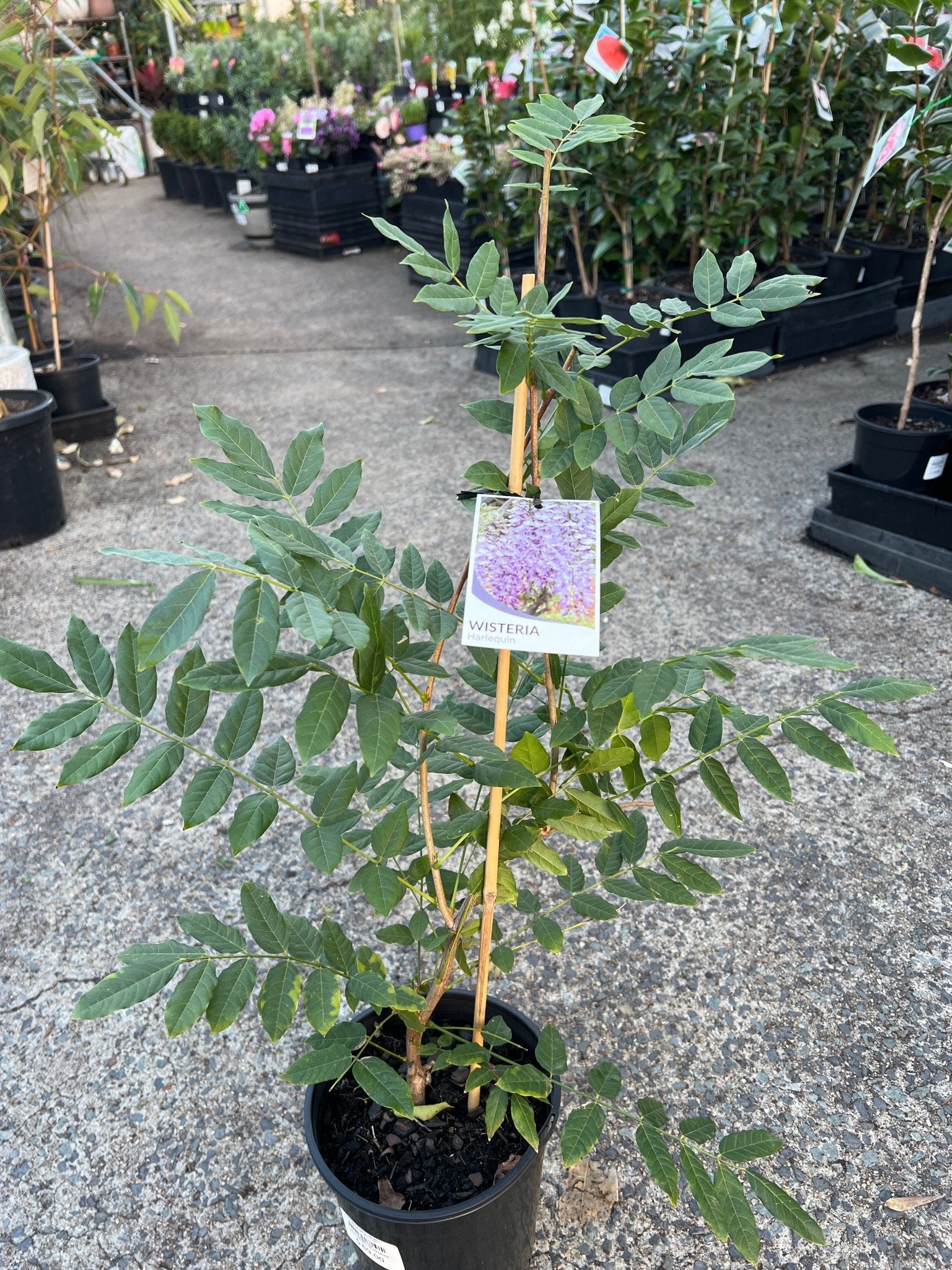 Japanese Wisteria 'Harlequin' (Wisteria floribunda) - Ladybird Nursery