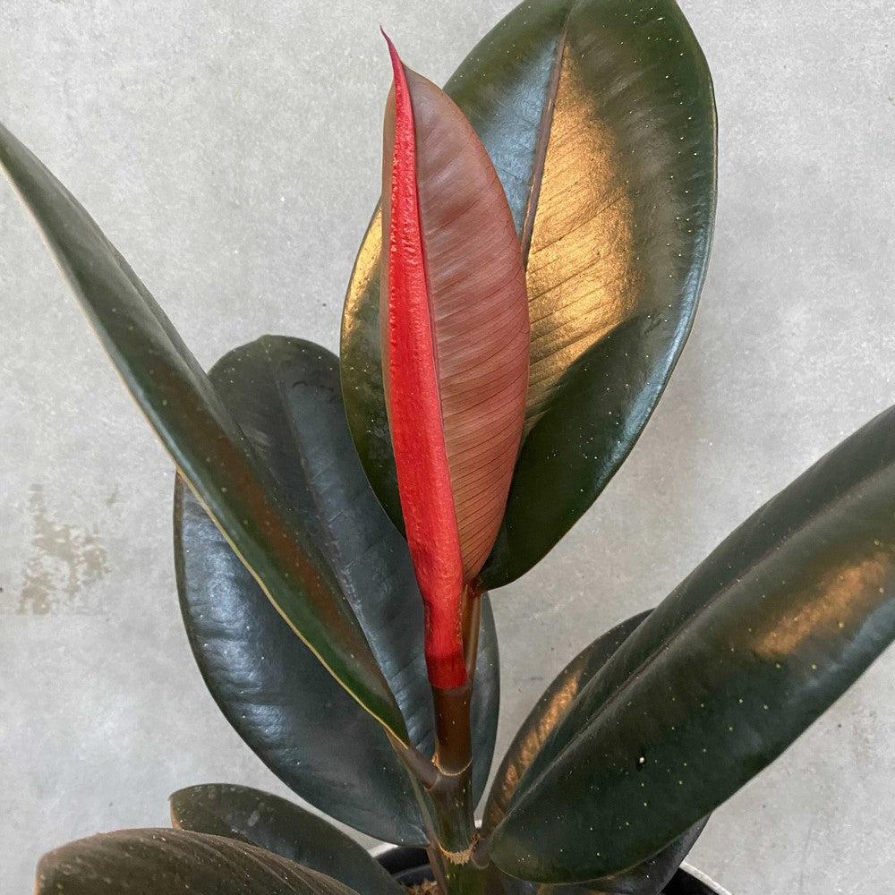 Abidjan Rubber Plant (Ficus elastica)