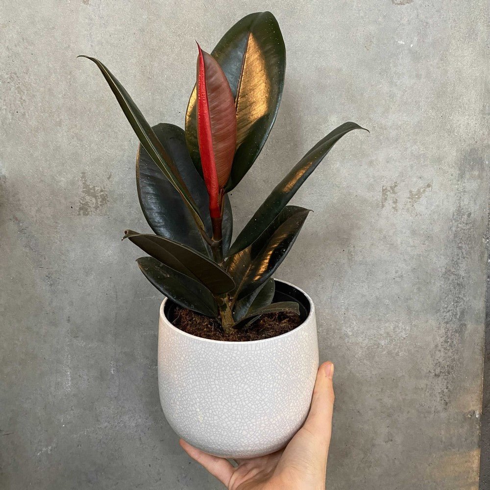 Abidjan Rubber Plant (Ficus elastica) - Ladybird Nursery