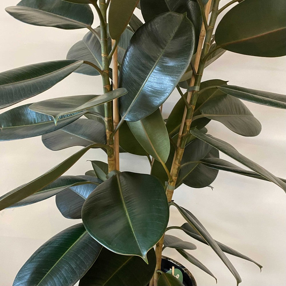 Abidjan Rubber Plant (Ficus elastica)