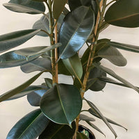 Abidjan Rubber Plant (Ficus elastica)