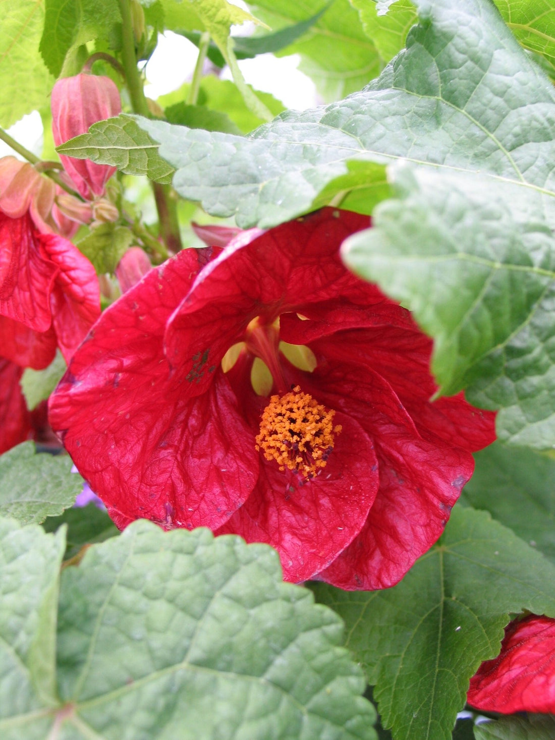 Chinese Lantern Red (Abutilon) - Ladybird Nursery