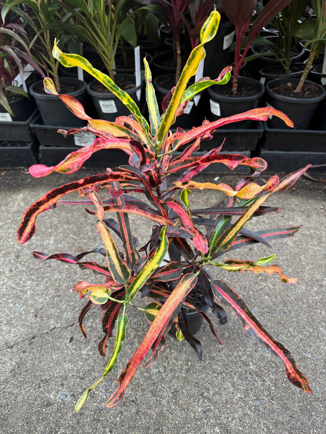 Croton 'Zanzibar' - Ladybird Nursery