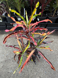 Croton 'Zanzibar' - Ladybird Nursery