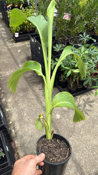 Arrowroot (Canna edulis) - Ladybird Nursery