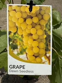 Grape ‘Dawn Seedless’ (QLD ONLY) with bright yellow seedless fruit in dense clusters on vibrant green leaves