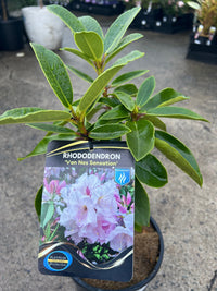 Rhododendron 'Van Nes Sensation' - Ladybird Nursery