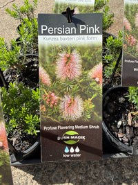 Kunzea baxteri 'Persian Pink' - Ladybird Nursery