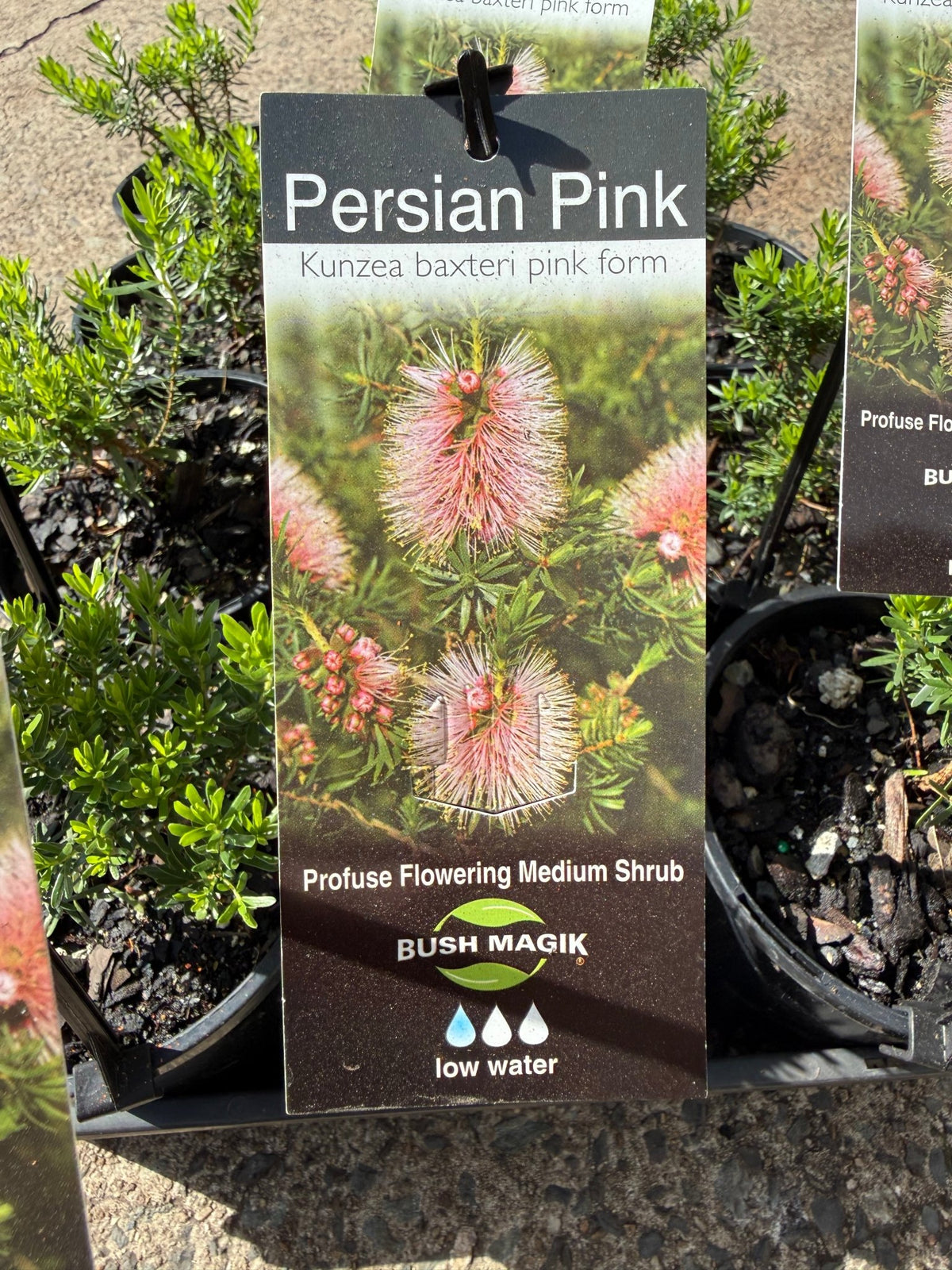 Kunzea baxteri 'Persian Pink' - Ladybird Nursery
