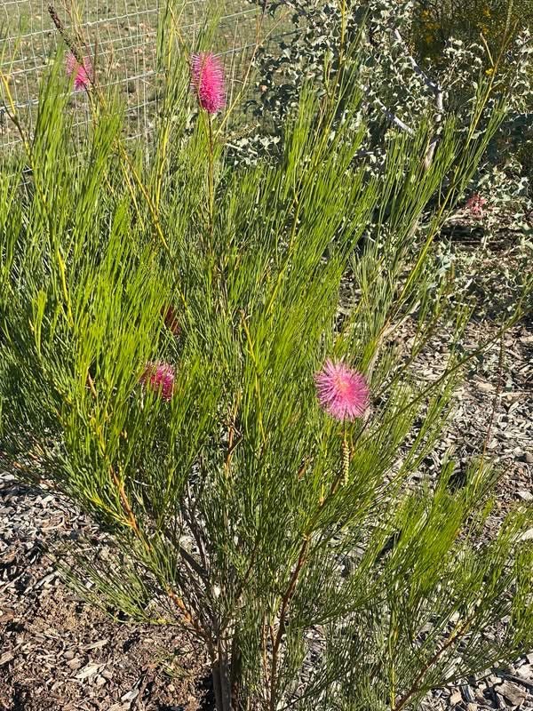 Grevillea 'Panrock Princess' - Ladybird Nursery