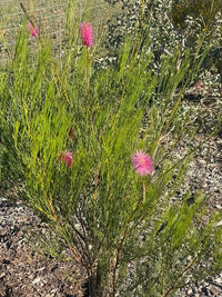 Grevillea 'Panrock Princess' - Ladybird Nursery