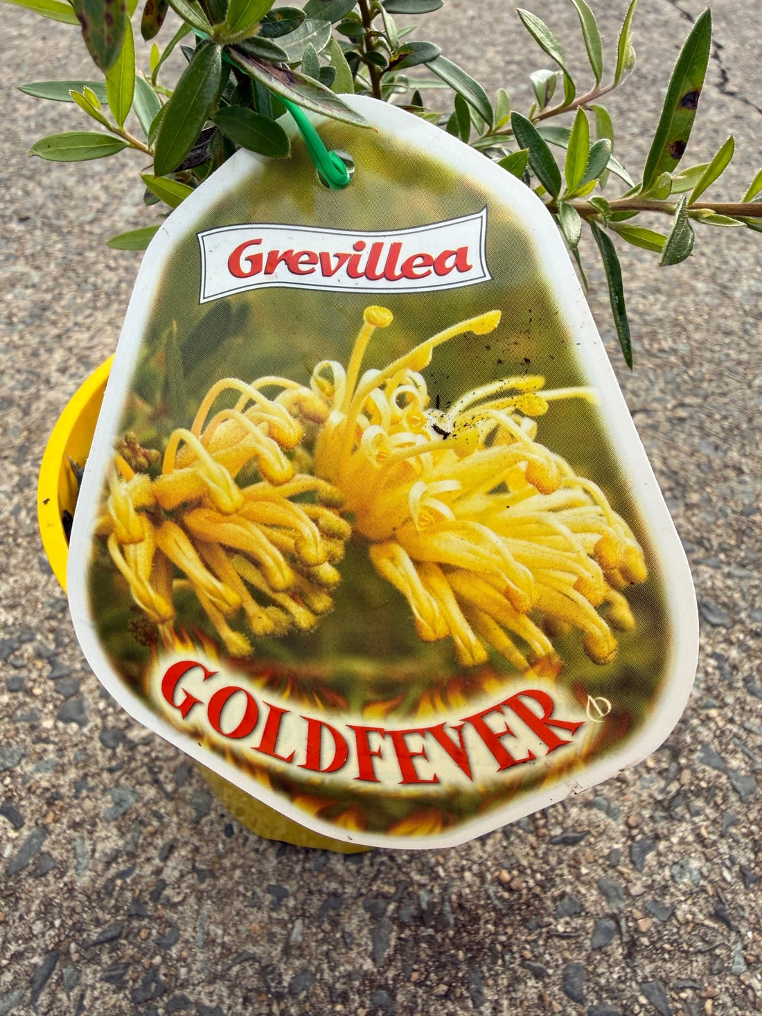 Grevillea 'Gold Fever' - Ladybird Nursery
