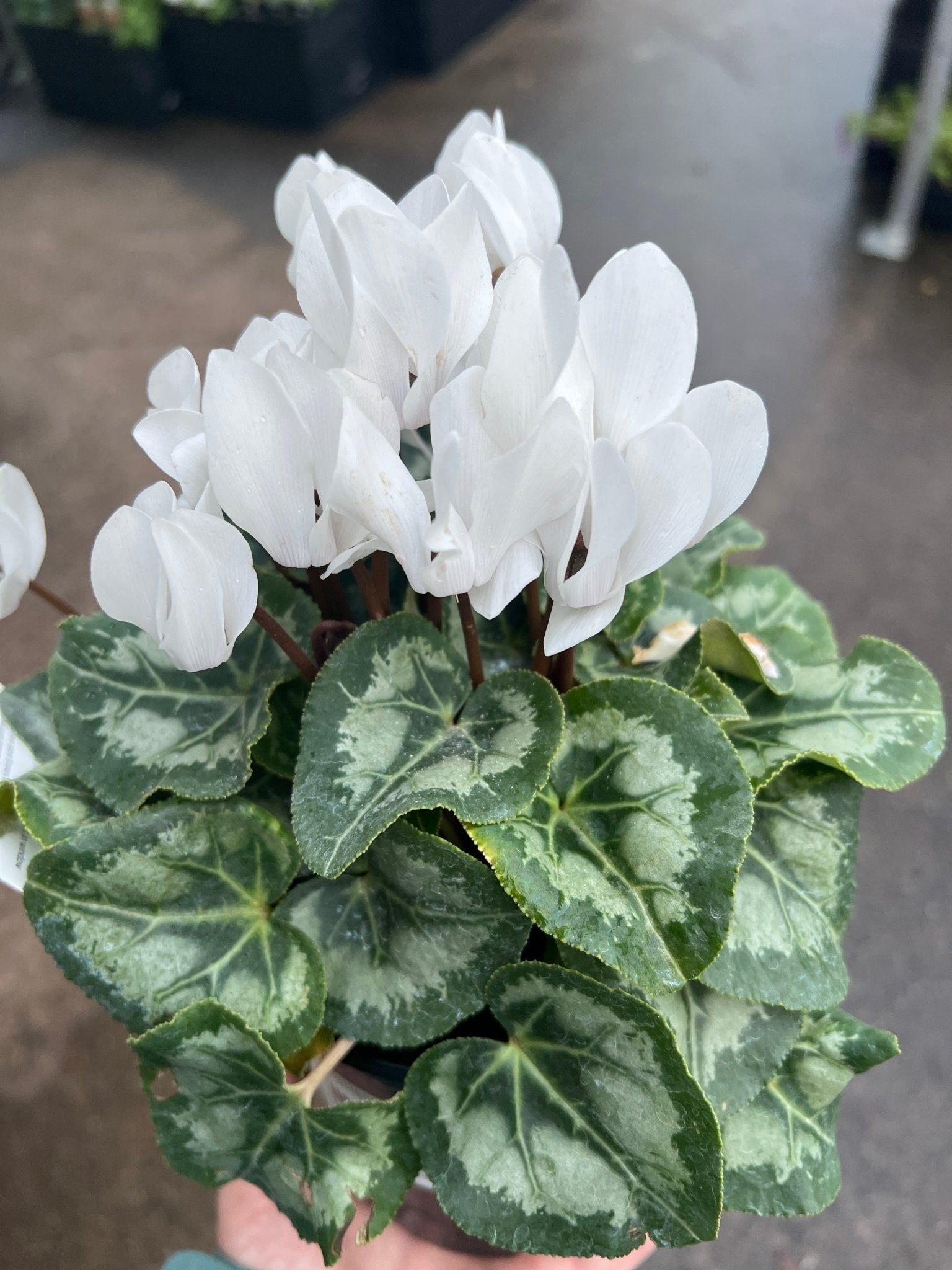 Cyclamen Dwarf 'White' - Ladybird Nursery