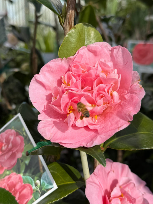 Camellia 'Great Eastern' - Large - Ladybird Nursery