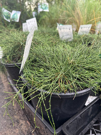Cousin It (Casuarina glauca) - Large - Ladybird Nursery