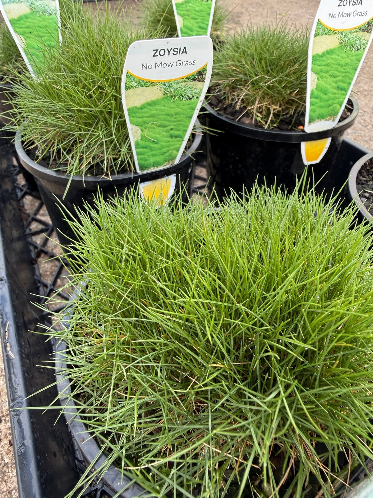 No Mow Grass (Zoysia tenuifolia) - Ladybird Nursery