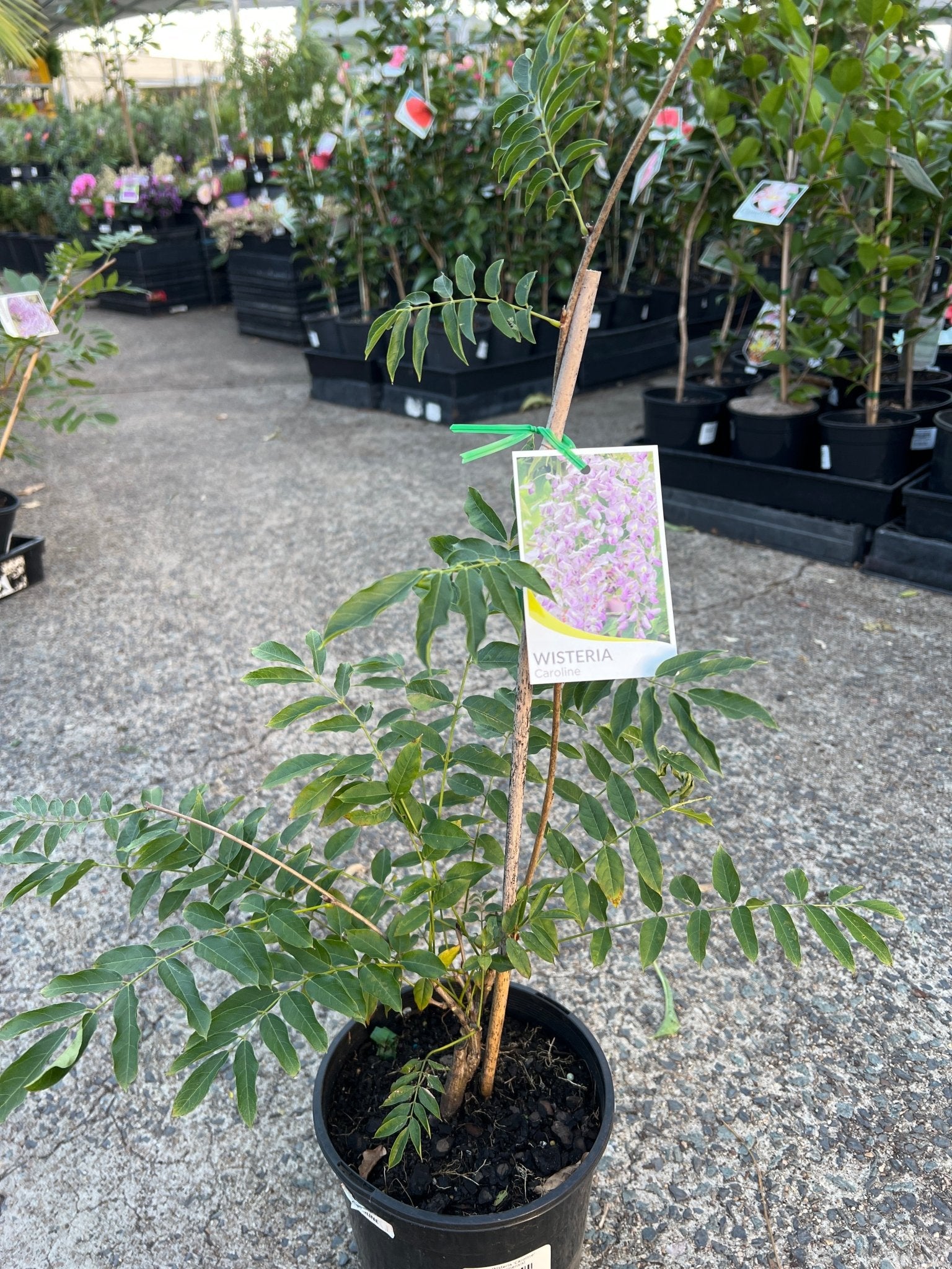 Chinese Wisteria 'Caroline' (Wisteria sinensis) - Ladybird Nursery