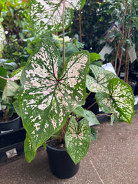 Caladium 'Florida Elise' - Ladybird Nursery