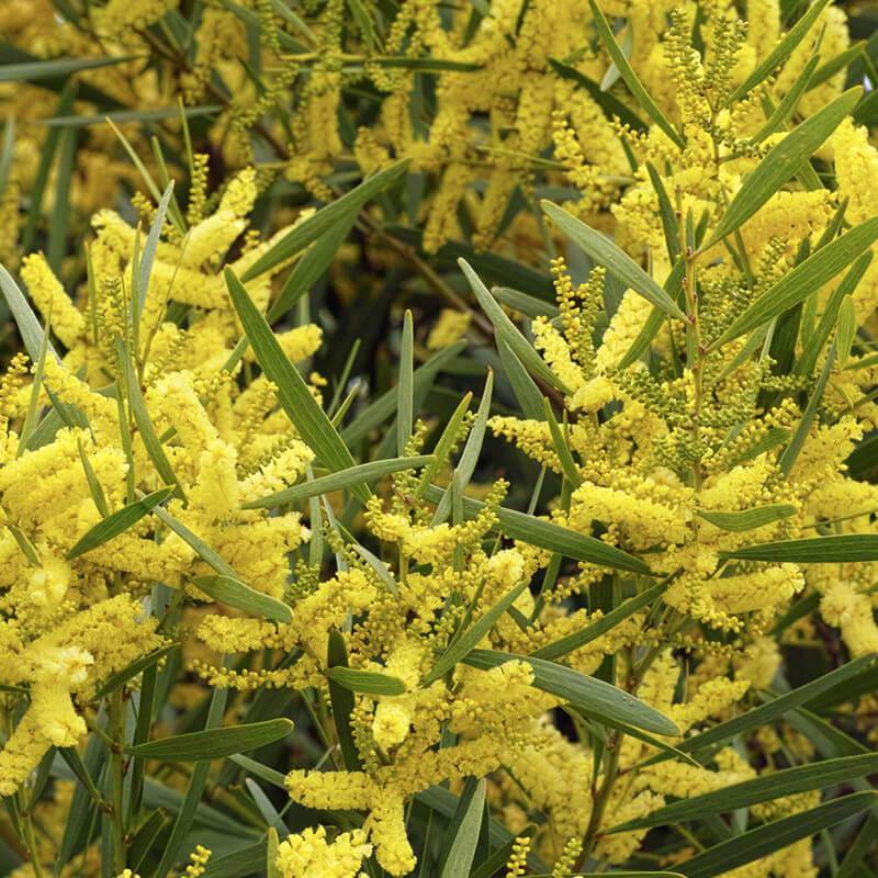 Sydney Golden Wattle (Acacia longifolia) - Ladybird Nursery